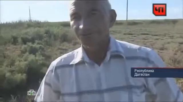 Вымирающий дикий кот смотреть онлайн