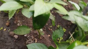 ДЫМЛЯМА узбекская в казане на природе