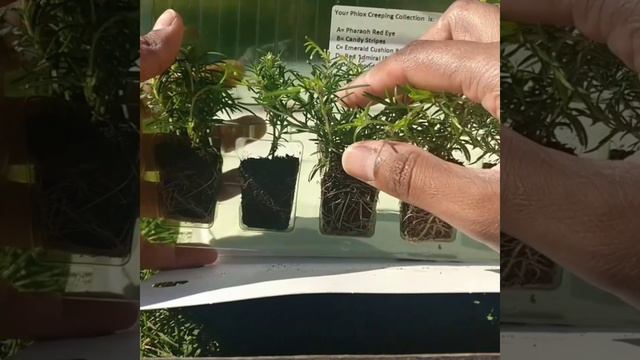 UNBOXING creeping phlox from Thompson and Morgan, A Vlog смотреть онлайн