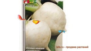 Дайкон обыкновенный Саша (sasha) ? обыкновенный дайкон Саша обзор: как сажать, семена дайкон Саша