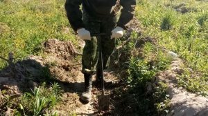 Как сажать лес"Лес победы""Посади своё дерево". Искусственное лесовосстановление. Меч Колесова.