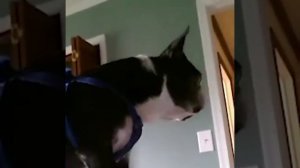 Как животные будят своих хозяев