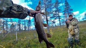 СЕВЕРНАЯ КАРЕЛИЯ | ЛОВЯТ ВСЕ | НЕПРОХОДИМАЯ ТАЙГА ВОКРУГ