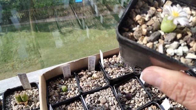 Коллекция конофитумов.Цветение офтальмофиллума.Conophytum.Ophtalmophyllum Longum.