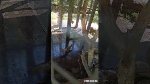 Горный Алтай. Манжерок