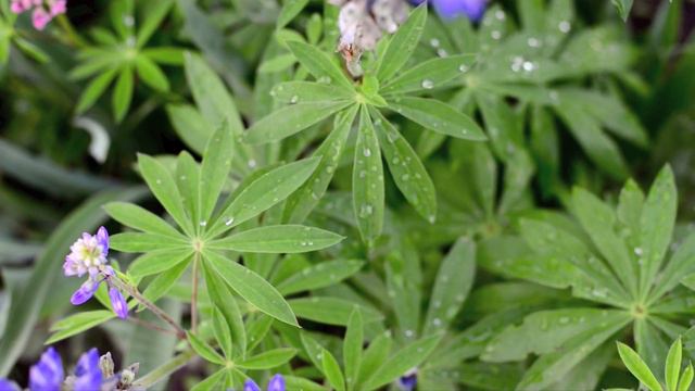 Лето. Дача. смотреть онлайн