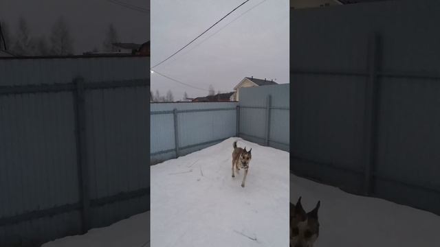 Дрессировка