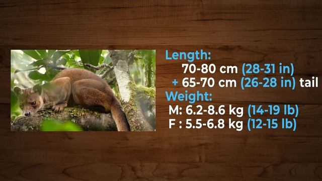 21?Fossa vs African Civet | +Ostrich vs Cassowary winner смотреть онлайн