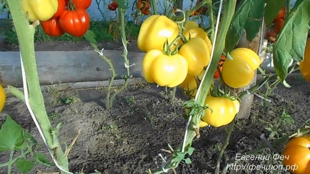 Сорт помидора Пустотелый белый смотреть онлайн