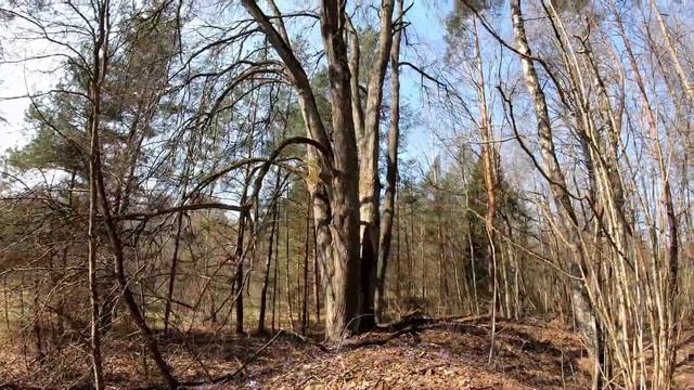 Печёночница (перелеска) - удивительный первоцвет.Это лекарство и чай.. смотреть онлайн