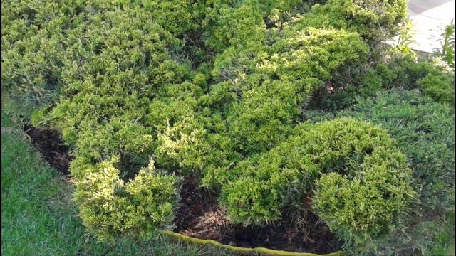 Обрезка можжевельника казацкого. Или превращение можжевельника в осьминога. 1 часть. смотреть онлайн