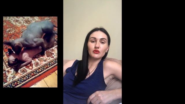 вязка | канадский сфинкс | течка сфинкс | всё о вязке