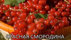 ФРУКТЫ и ОВОЩИ Учим слова Развивающее видео для детей 1-3 года