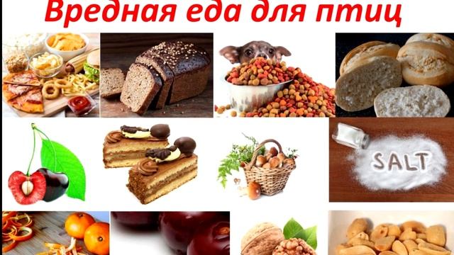 Кормление птиц. Чем кормить птиц?