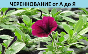 Черенкование от А до Я