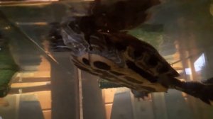 Василий  Красноухая черепаха, любимая. Обрати внимание рисунок человека на панцире и шее черепахи!