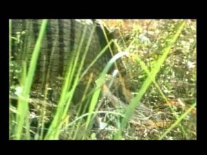 зона вечнозелёных жестколистеых лесов и кустарников