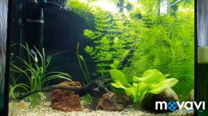 Простой аквариум 45л.