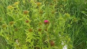 КУРЫ НЕСУШКИ НА ДАЧЕ