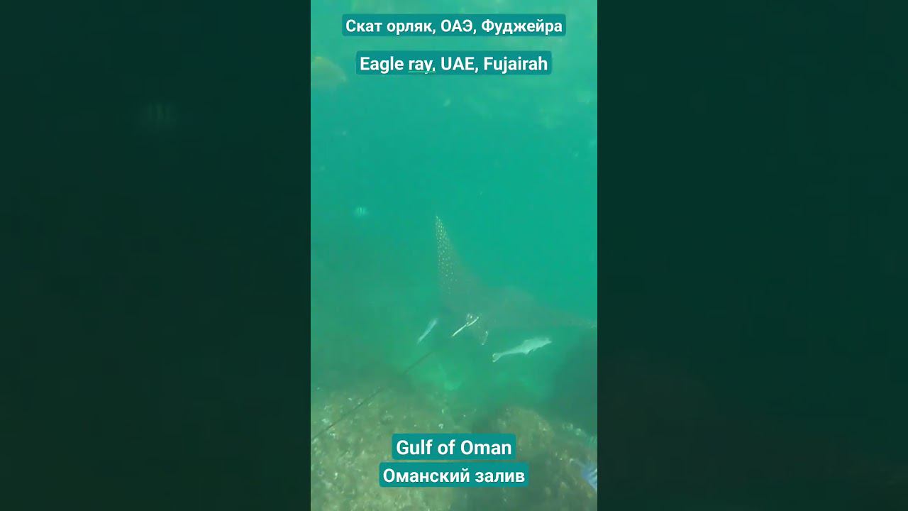 #скат #орляк #eagle #ray #gulfofoman #оманскийзалив #UAE #ОАЭ #Фуджейра #Fujeirah #sea #ocean #world