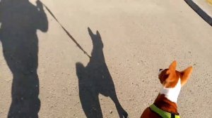 утренняя ПРОГУЛКА с БАСЕНДЖИ||Познакомились с бульдогом? ||