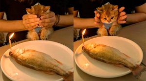 Я РЖАЛ ЦЕЛЫЙ ЧАС?ПОДБОРКА СМЕШНЫХ КОТОВ И СОБАК ДЛЯ ХОРОШЕГО НАСТРОЕНИЯ #6