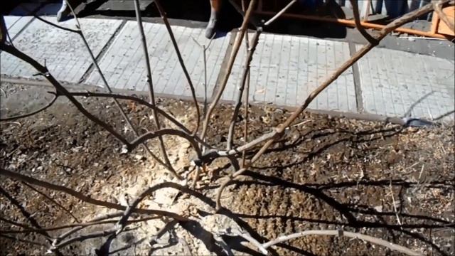 РАННЯЯ ВЕСНА В СИБИРИ. ПЕРВЫЕ РАБОТЫ В САДУ смотреть онлайн