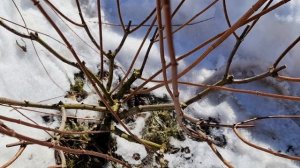 ЦВЕТЫ БУДУТ ОГРОМНЫМИ! Как ПРАВИЛЬНО обрезать МЕТЕЛЬЧАТУЮ ГОРТЕНЗИЮ ВЕСНОЙ ВСЕ СЕКРЕТЫ В ОДНОМ ВИДЕ