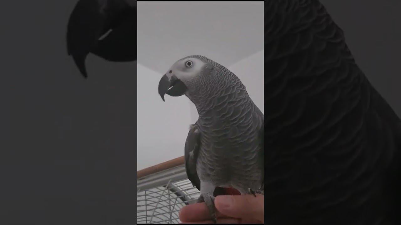 Говорящий попугай Бобби поет песню на английском языке. Серый краснохвотый (жако)