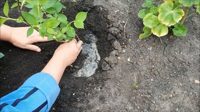Жасмин: посадка и уход.