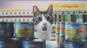 Коты захватили магазин