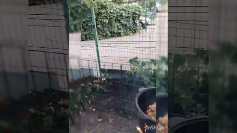 Очень вкусный плов.