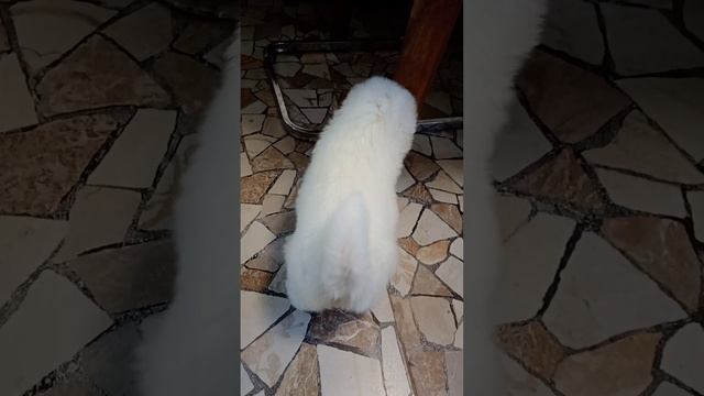 Сражение со столом? но ноги подводят, разъежаются....#забавныеживотные #щенята животные #смешное