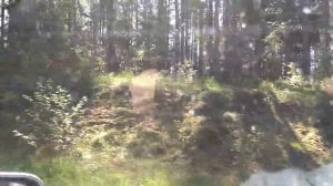 Дорога в Торковичи