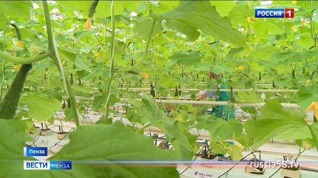 Хищные клопы макролофус и ориус встали на стражу пензенских огурцов
