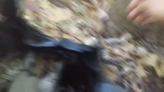 Где найти вешенки (в сухую погоду) смотреть онлайн