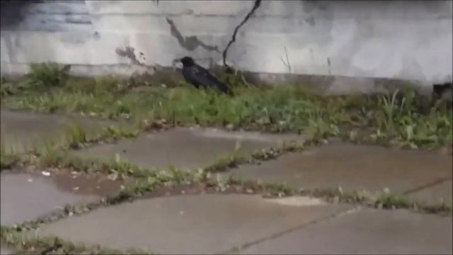 ВОРОНЁНОК ВЫПАЛ ИЗ ГНЕЗДА смотреть онлайн