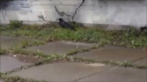 ВОРОНЁНОК ВЫПАЛ ИЗ ГНЕЗДА