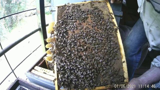 Пчела и В АФРИКЕ пчела.Пчелопакеты"Узбечка"на БЕЛОЙ АКАЦИИ. смотреть онлайн