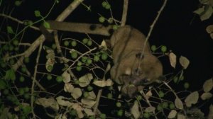 Kinkajou, forest canopy, Belize. Кинкажу, крона леса, Белиз (373sp)