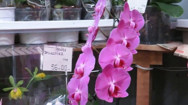 Сансет Лав,Мальвина,каттлеи,дендрофаленопсис,хойи, ванды и даже Горгона....я в шоке!Вот это выбор!! смотреть онлайн