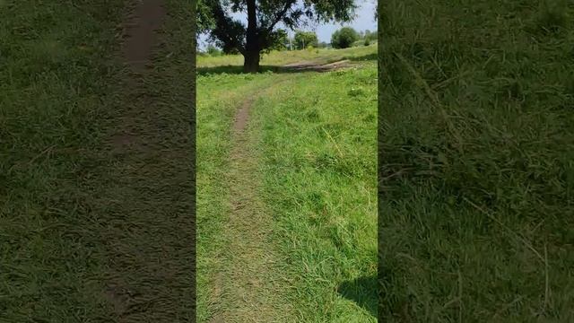 Нашли черепаху в поле, что она там делала-остаётся загадкой!