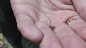 ☣ Лосиная муха (вша, блоха)атакует в лесу ☸Оленья кровососка.Осторожно!