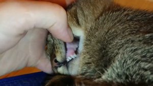 Двойные зубы у котёнка//Смена зубов у котов// Это надо видеть)