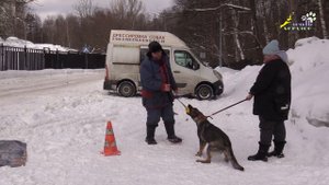 Немецкая овчарка Тея 4, послушание в присутствии мячика