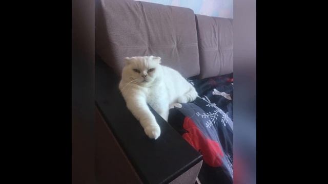 Творческий проект «Каждому нужен друг» смотреть онлайн