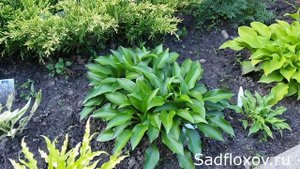 Хоста малыш Смол Партс (Small Parts)