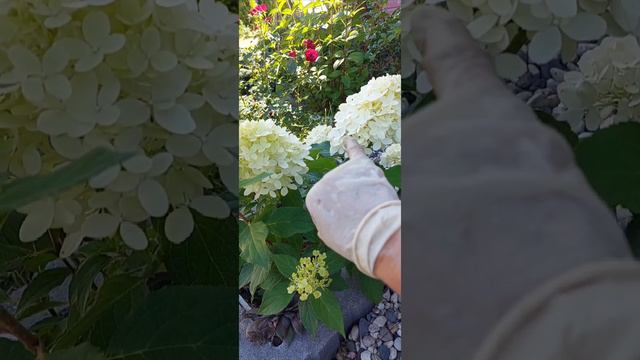 начало цветения гортензии метельчатой Литл Фреско, Вологодчина