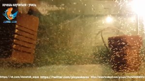 малыши карпов и их выкармливание №3 как это делать, основные моменты,