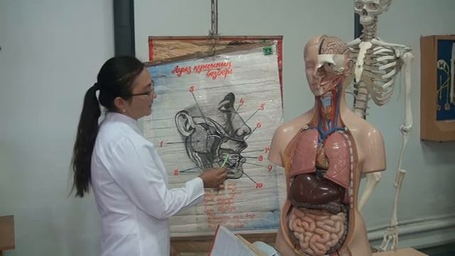 Анатомия.Ас қорту бездері смотреть онлайн